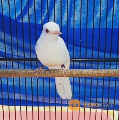 Murai Batu Albino Trorol Asli Sumatra