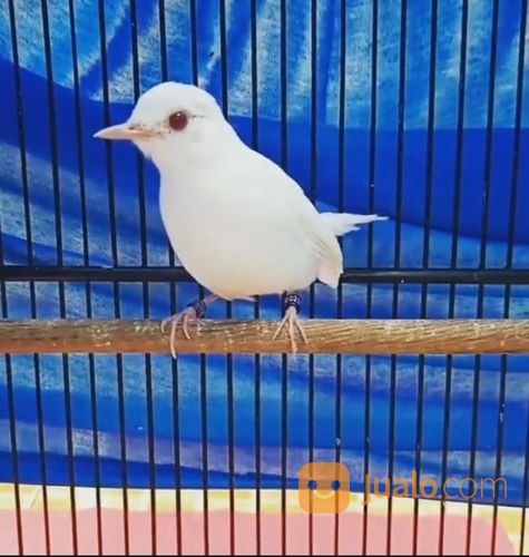 Murai Batu Albino Trorol Asli Sumatra