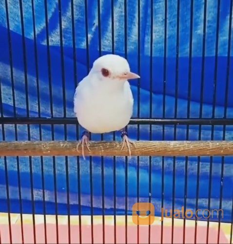 Murai Batu Albino Trorol Asli Sumatra