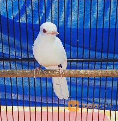 Murai Batu Albino Trorol Asli Sumatra