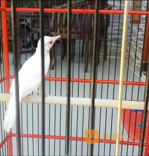 Murai Batu Albino Pejantan Tuleng