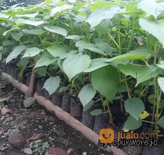 Bibit Tanaman Balsa - Kayu Komersial Banyak Keunggulan Harga Nego