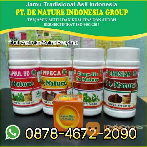 Obat Alami Untuk Mengobati Varikokel Atau Zakar Bengkak Paling Ampuh Tanpa Operasi Di Apotik