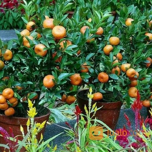 Bibit Buah Jeruk Santang Madu Super Unggul