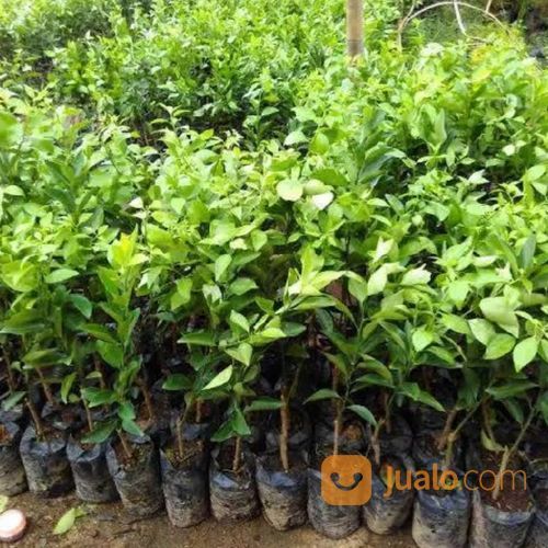 Bibit Buah Jeruk Santang Madu Super Unggul