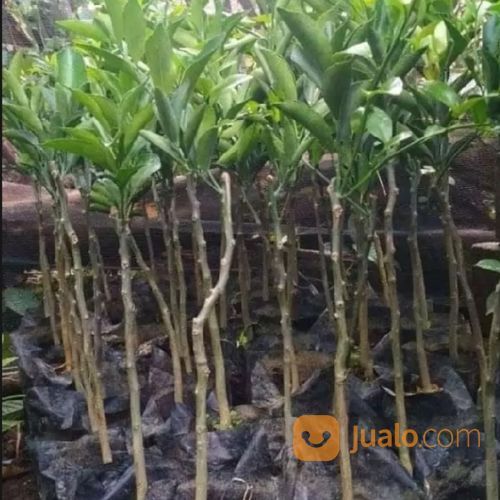 Bibit Buah Jeruk Santang Madu Super Unggul