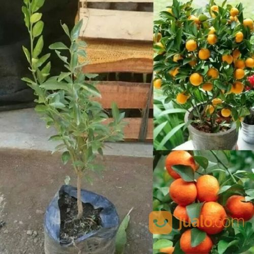 Bibit Buah Jeruk Santang Madu Super Unggul