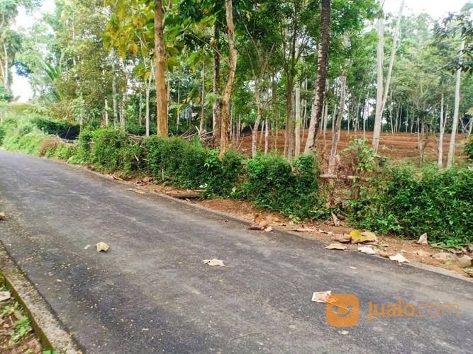 Tanah Kebun Durian 1 Hektar Karangpandan Karanganyar