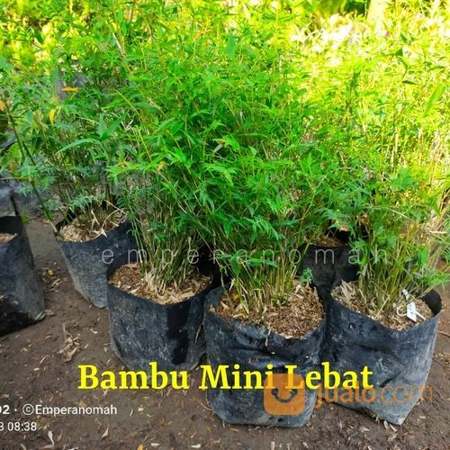 Bibit Tanaman Hias Bambu Mini Murah Dan Lebat