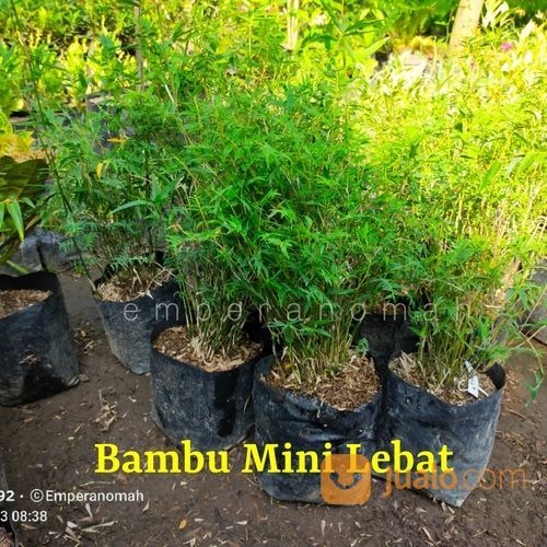 Bibit Tanaman Hias Bambu Mini Murah Dan Lebat