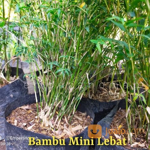 Bibit Tanaman Hias Bambu Mini Murah Dan Lebat