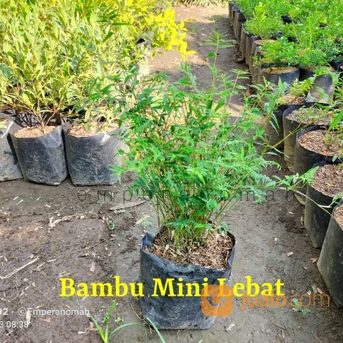 Bibit Tanaman Hias Bambu Mini Murah Dan Lebat