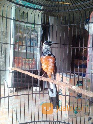 Murai Batu Medan Blorik Lincah Manja