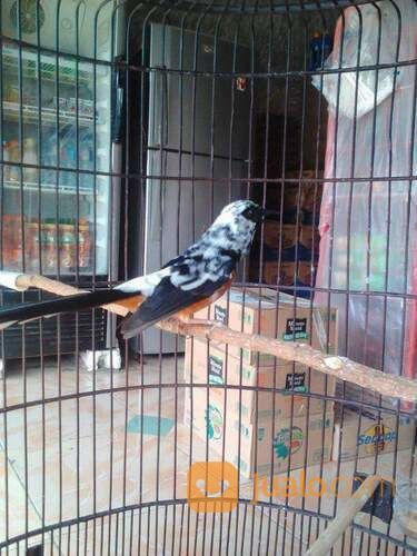 Murai Batu Medan Blorik Lincah Manja