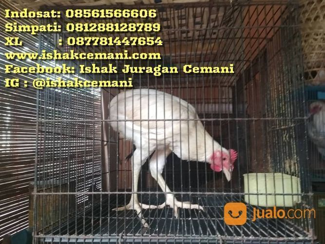 Ayam Tukung Jantan Putih Mata Kuning, Paruh Putih, Kaki Putih Langka