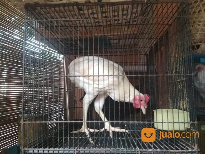 Ayam Tukung Jantan Putih Mata Kuning, Paruh Putih, Kaki Putih Langka
