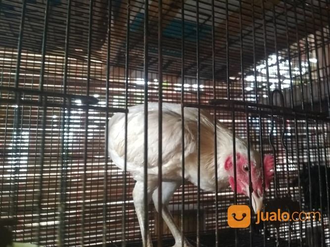 Ayam Tukung Jantan Putih Mata Kuning, Paruh Putih, Kaki Putih Langka