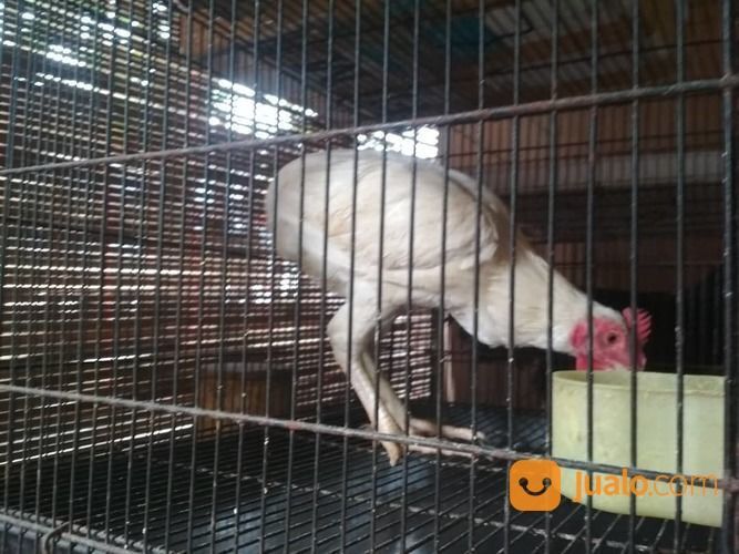 Ayam Tukung Jantan Putih Mata Kuning, Paruh Putih, Kaki Putih Langka