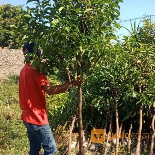 Pohon Tanjung 081292127731