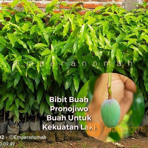 Bibit Buah Pronojiwo Bibit Tanaman Herbal Pranajiwa Untuk Kebutuhan Laki