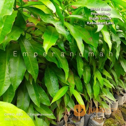 Bibit Buah Pronojiwo Bibit Tanaman Herbal Pranajiwa Untuk Kebutuhan Laki