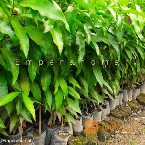 Bibit Buah Pronojiwo Bibit Tanaman Herbal Pranajiwa Untuk Kebutuhan Laki