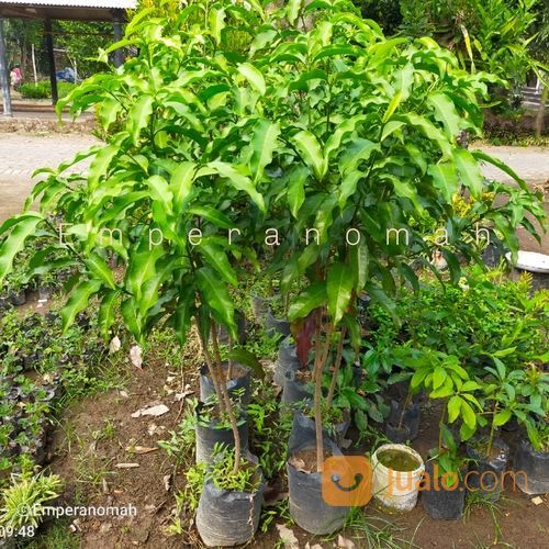 Bibit Buah Pronojiwo Bibit Tanaman Herbal Pranajiwa Untuk Kebutuhan Laki