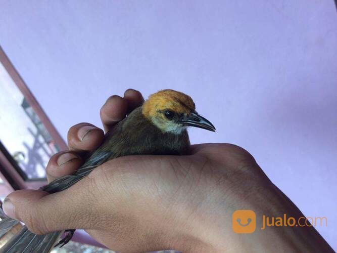 Anakan Jantan Cucak Rawa Sumatra