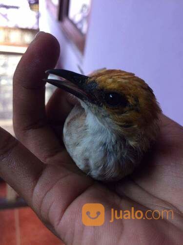 Anakan Jantan Cucak Rawa Sumatra