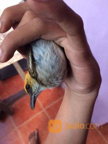 Anakan Jantan Cucak Rawa Sumatra