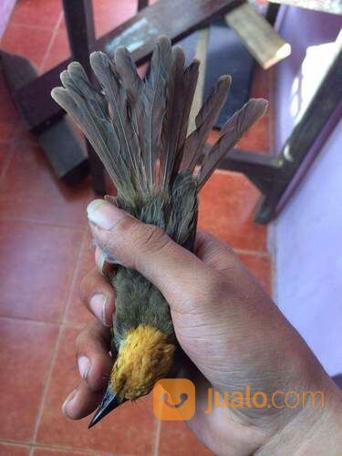 Anakan Jantan Cucak Rawa Sumatra