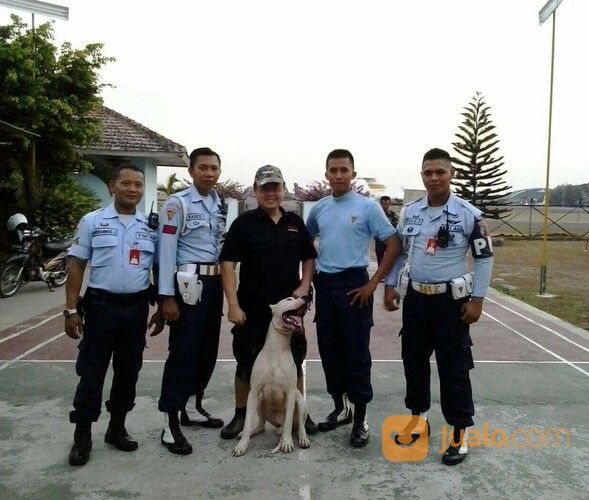 DOG TRAINER / Pelatih Anjing
