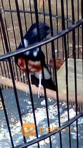 Jantan Trotol Murai Batu Medan Super Blorok