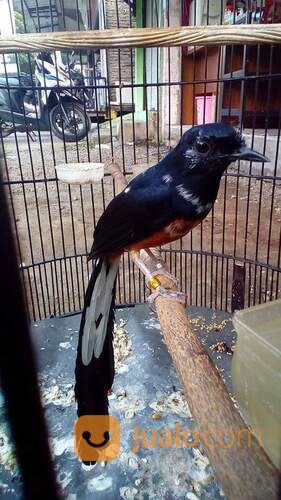 Jantan Trotol Murai Batu Medan Super Blorok