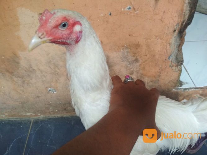 Ayam Putih Mulus Jantan Dewasa Mata Putih, Paruh Putih, Kaki Putih