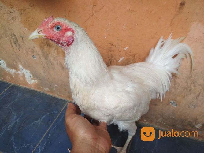 Ayam Putih Mulus Jantan Dewasa Mata Putih, Paruh Putih, Kaki Putih