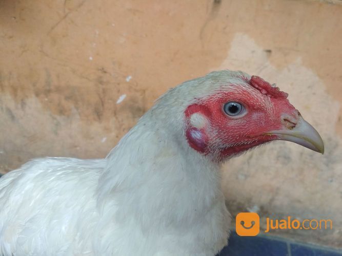 Ayam Putih Mulus Jantan Dewasa Mata Putih, Paruh Putih, Kaki Putih