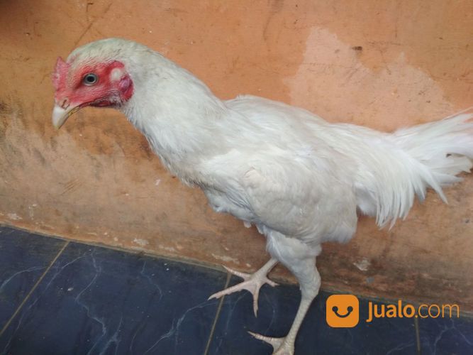 Ayam Putih Mulus Jantan Dewasa Mata Putih, Paruh Putih, Kaki Putih