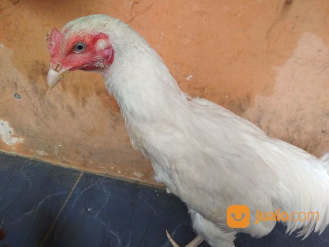 Ayam Putih Mulus Jantan Dewasa Mata Putih, Paruh Putih, Kaki Putih