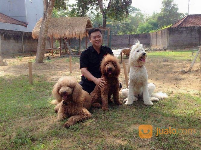DOG TRAINER / Pelatih Anjing