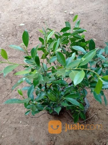 Bibit Tanaman Beringin Kimeng - Bahan Bonsai Kualitas Unggul Harga Nego