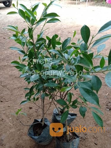 Bibit Tanaman Beringin Kimeng - Bahan Bonsai Kualitas Unggul Harga Nego