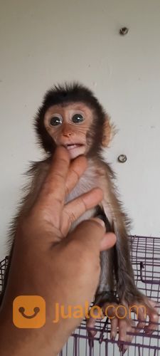 Baby Beruk Ekor Pendek