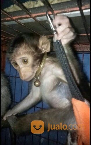 Baby Beruk Ekor Pendek