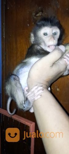 Baby Beruk Ekor Pendek