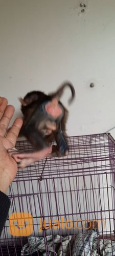 Baby Beruk Ekor Pendek