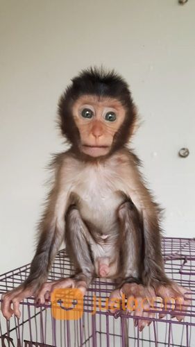 Baby Beruk Ekor Pendek