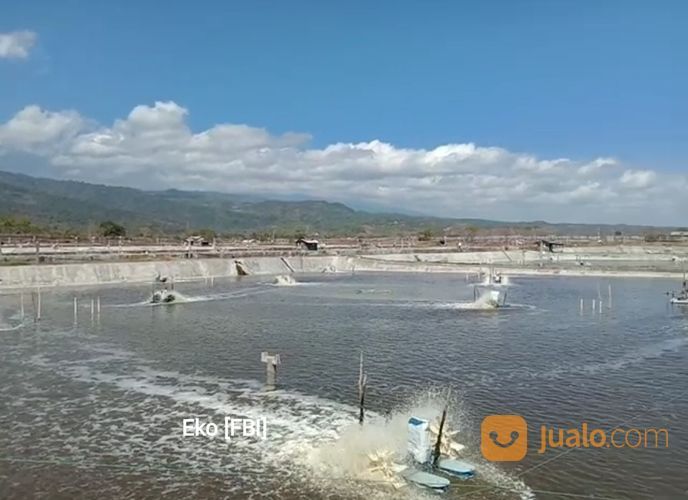 Tambak Udang Aktif & Produktif Di Sambelia Lombok Timur NTB