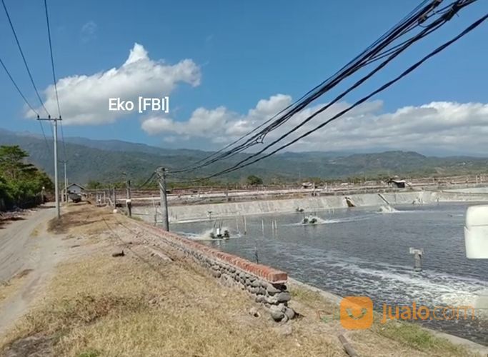 Tambak Udang Aktif & Produktif Di Sambelia Lombok Timur NTB