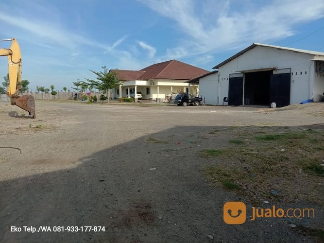 Tambak Udang Aktif & Produktif Di Sambelia Lombok Timur NTB